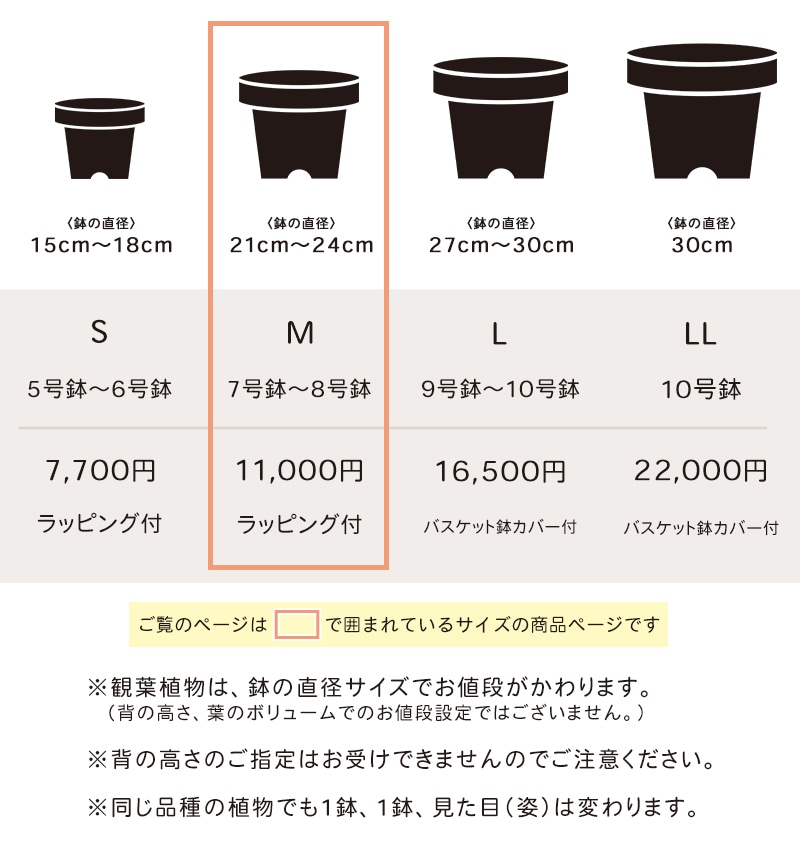 տʪޤץM 7ȭ8ȭ [Ϥǽꥢ˭ԡ;]