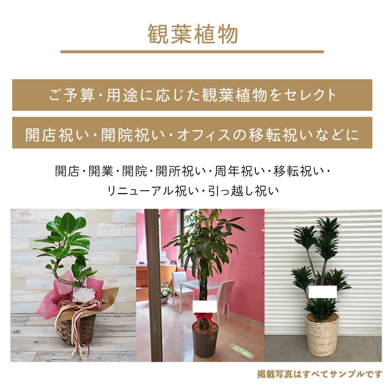 տʪޤץM 7ȭ8ȭ [Ϥǽꥢ˭ԡ;]