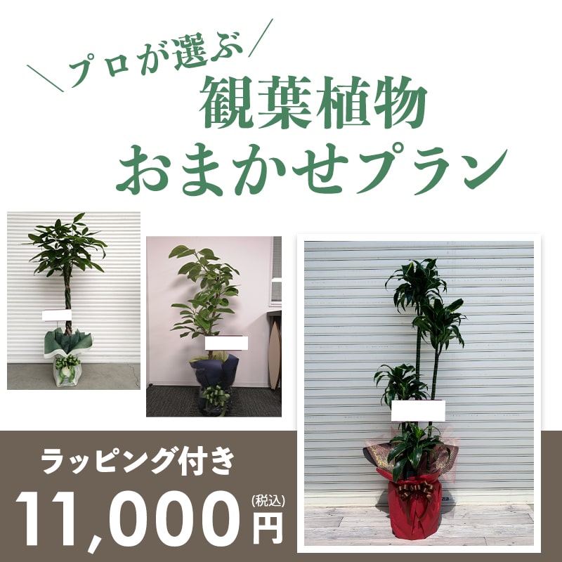 տʪޤץM 7ȭ8ȭ [Ϥǽꥢ˭ԡ;]