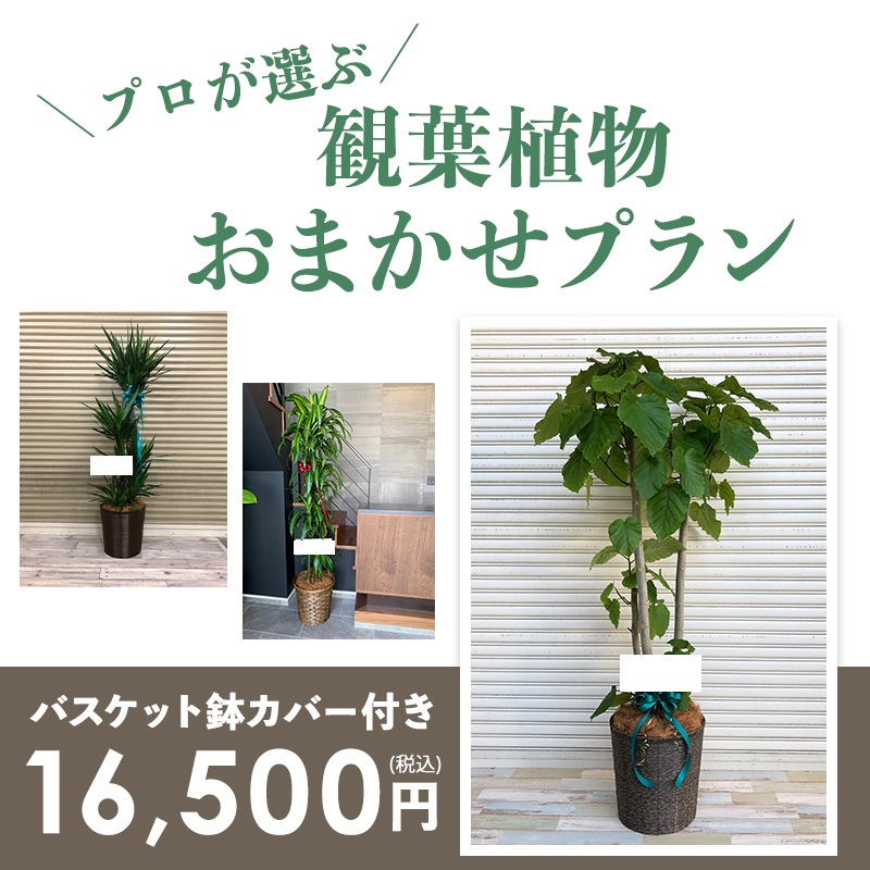 տʪޤץL 9ȭ10ȭ [Ϥǽꥢ˭ԡ;]