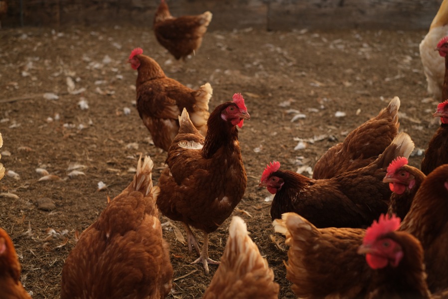 ʿ������ȥޥ�͡����Υ��å�