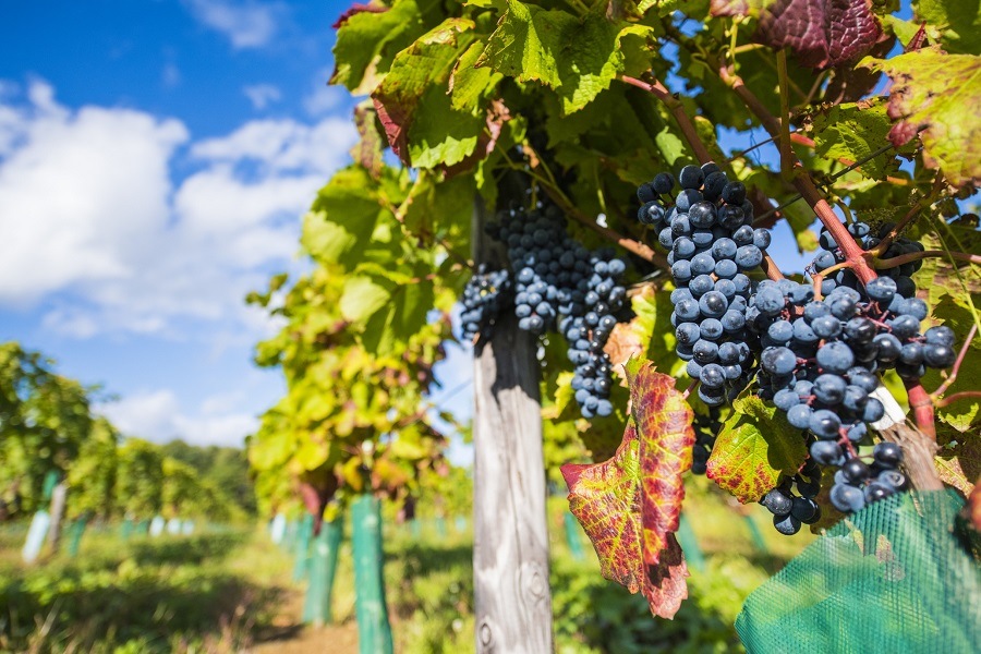 �ץ쥵�ɡ��롡�Υ󥢥륳����磻��2�ܥ��å�