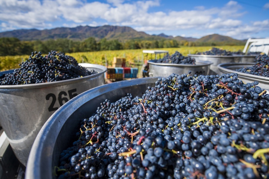 �ץ쥵�ɡ��롡�Υ󥢥륳����磻��2�ܥ��å�