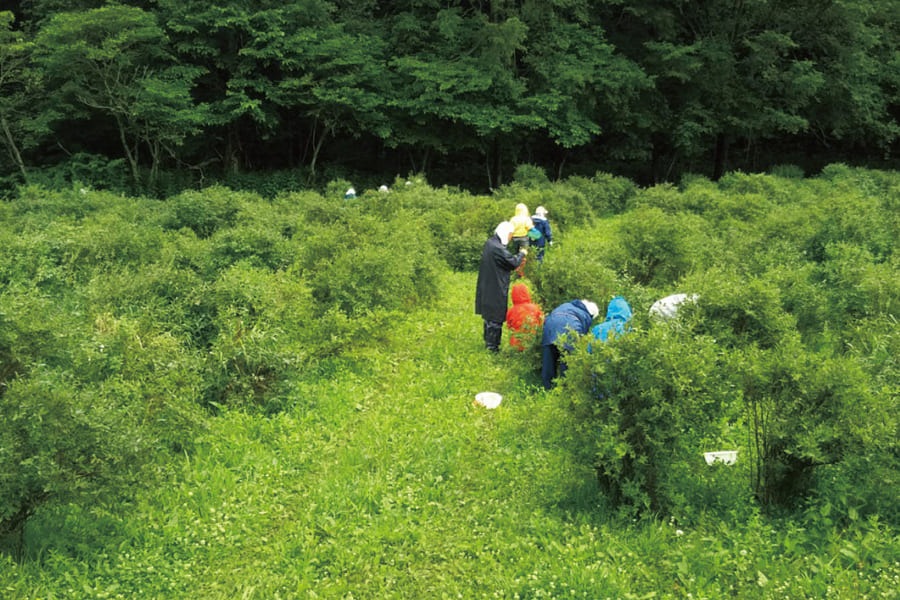 �ʤ�����ηäߥϥ����åץ������ϥˡ��ޥ�������