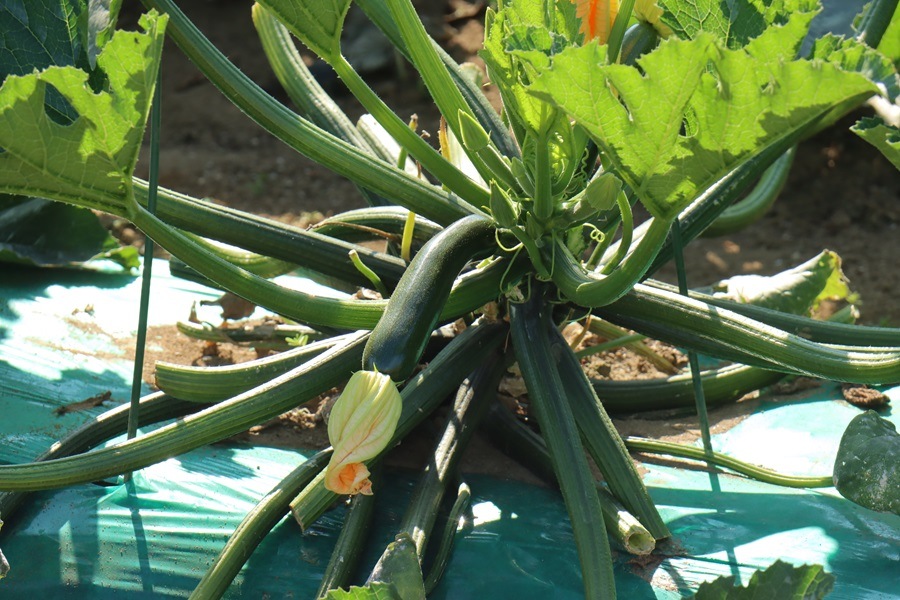 �ܤ���ڤ�ʿ������Υ��å�