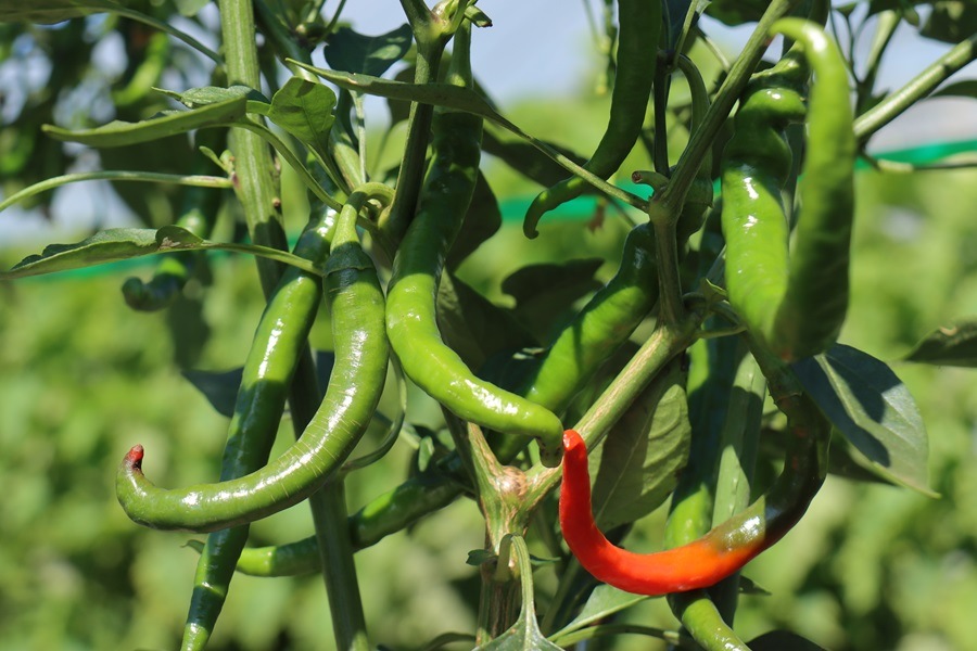 �ܤ���ڤ�ʿ������Υ��å�