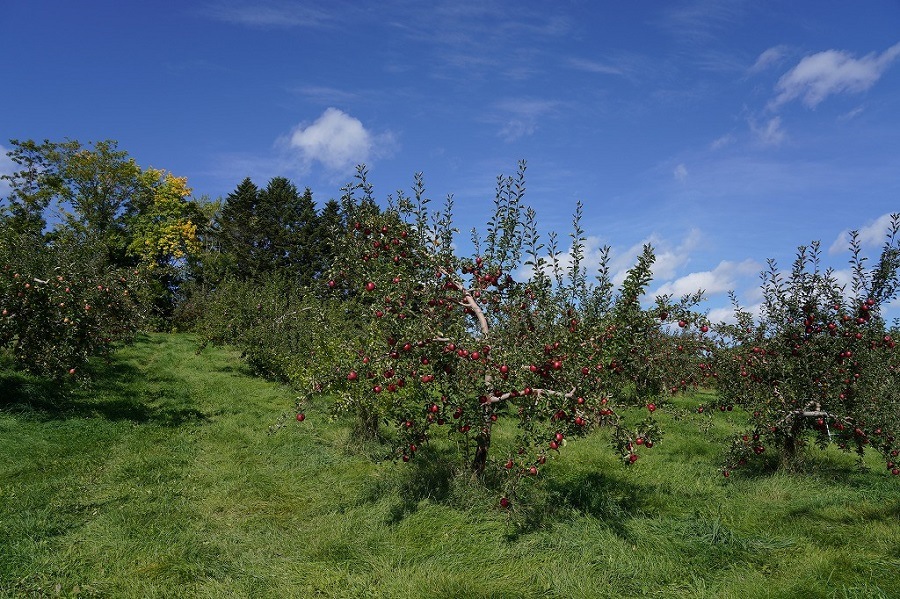 ��󥴡ʤĤ����