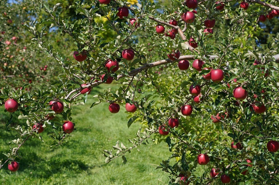 ��󥴳Ƽ�ͤ��碌���å�