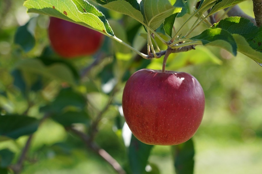 ��󥴳Ƽ�ͤ��碌���å�