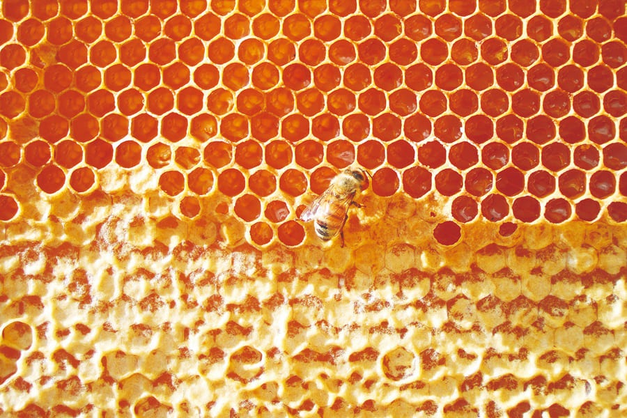 ԥ奢ϥˡϥɡܥǥ꡼