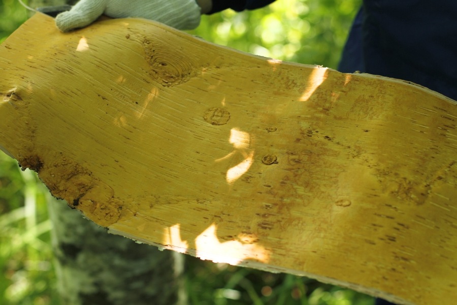 白樺樹皮のアクセサリートレー | 工房ameiro 【 北海道 スロウ