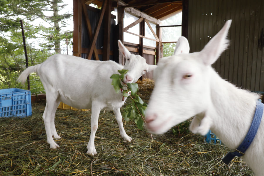 �����ȥߥ륯�����ץϡ��֥ߥå���