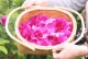 rosa��rugosa���ϥ�ɥ��꡼��