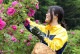 rosa��rugosa���ϥ�ɥ��꡼��