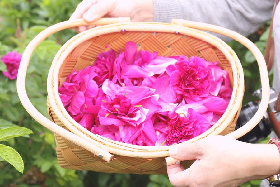 rosa��rugosa���С������ס������Ф����