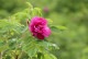 rosa��rugosa���С������ס������Ф����