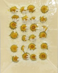 押し花 クリサンセマム ホワイト 24輪|押し花