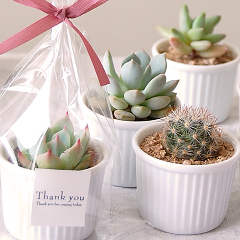 wedding / Cocotte cacti / Echeveria - プチギフト