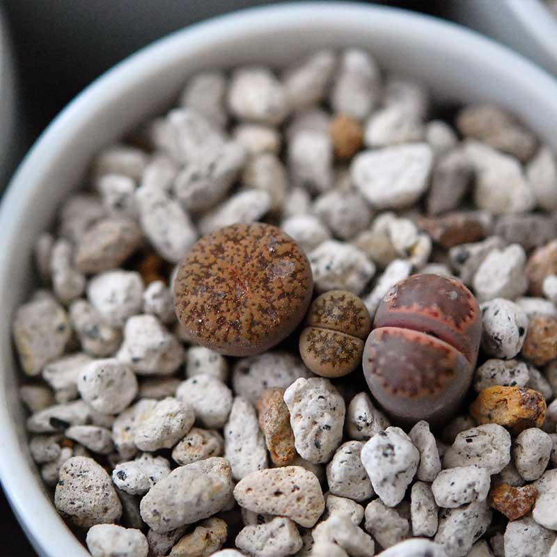 リトープス mix / Lithops