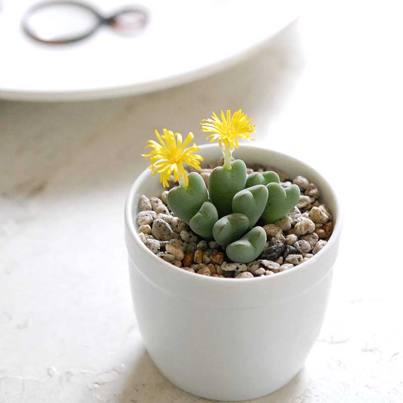 レイポルティティー / Conophytum