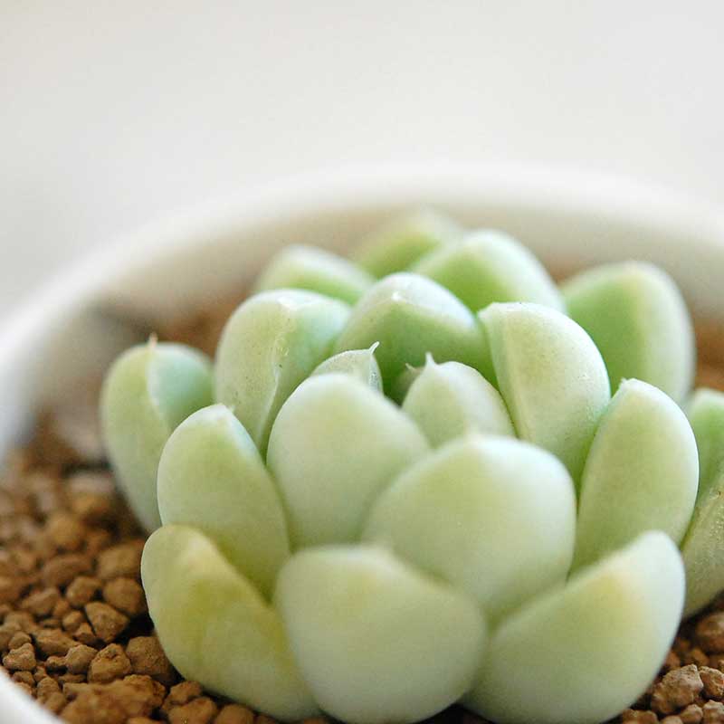 ケッセルリンギアナ / Echeveria