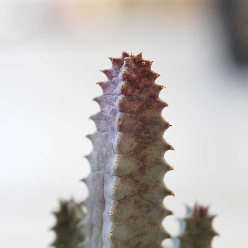 蛾角 / Huernia