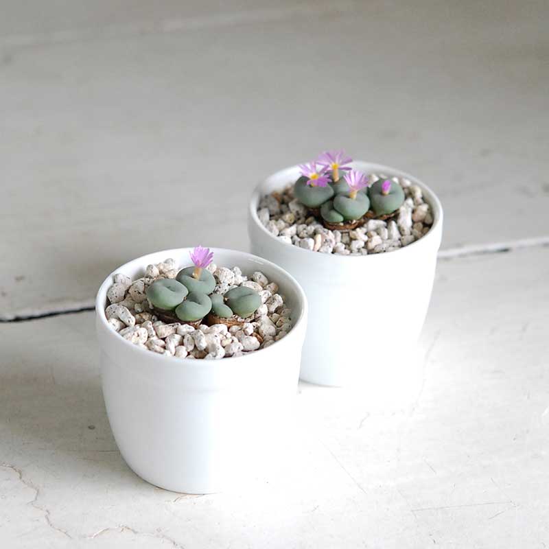 ルゴサ / Conophytum