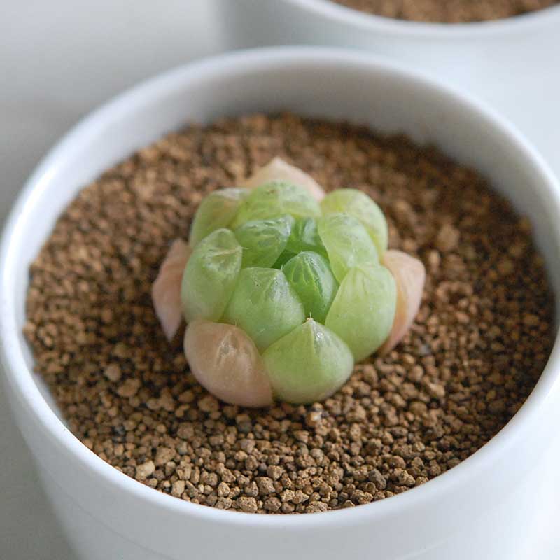 大粒グリーンオブツーサ / Haworthia