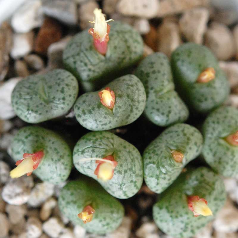 典侍 / Conophytum