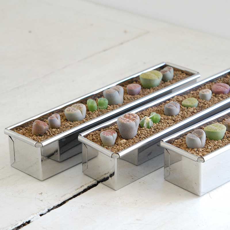 リトープス寄せ植え x ステンレスポットs | 多肉植物の専門店