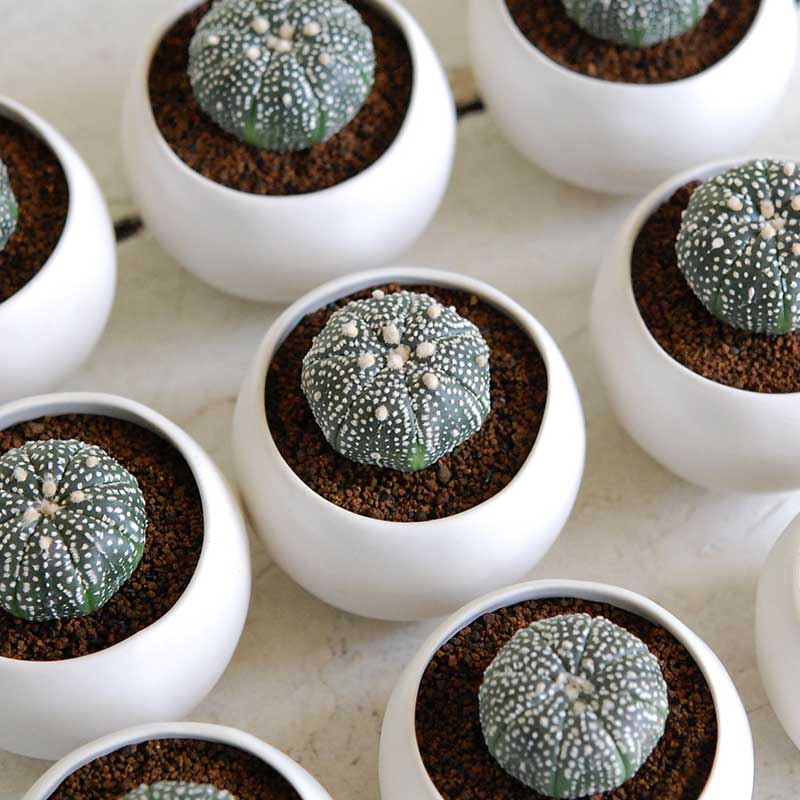 兜 x コロンポット