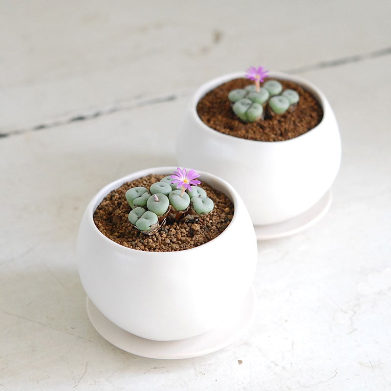 Conophytum ウィルヘルミー x コロンポット