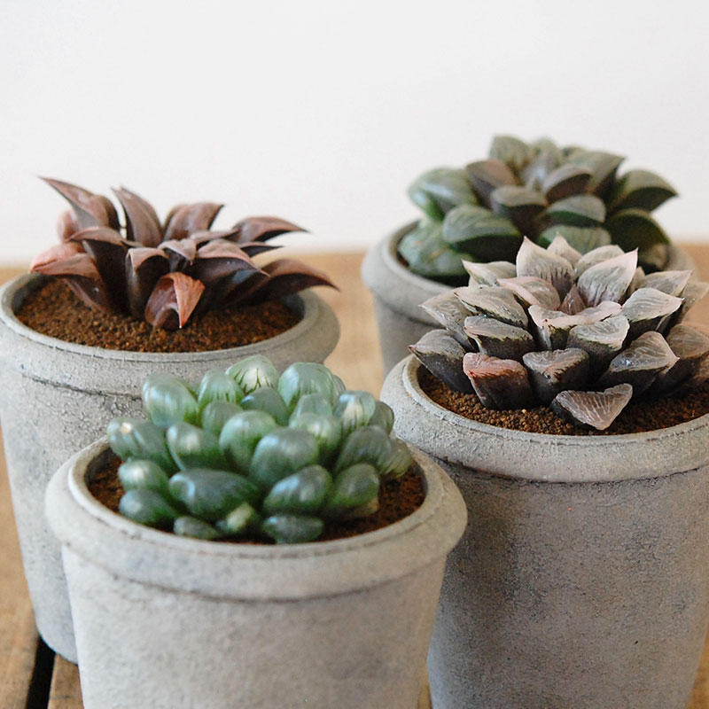 ハオルシア交配種 X デコラティブポット 多肉植物の専門店 Solxsol ソルバイソル