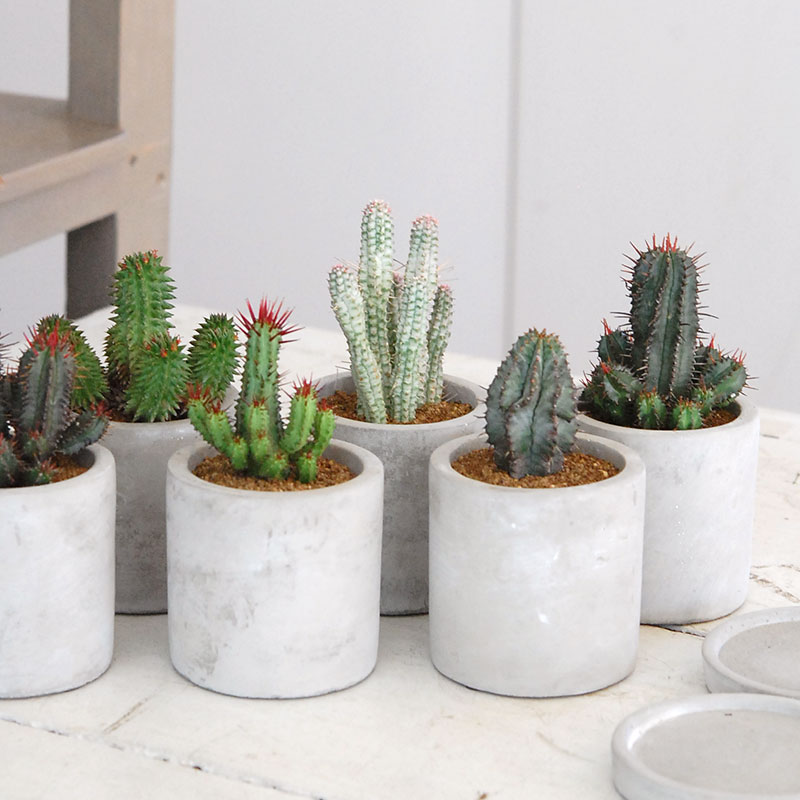 ユーフォルビア X コンクリートポット 多肉植物の専門店 Solxsol ソルバイソル