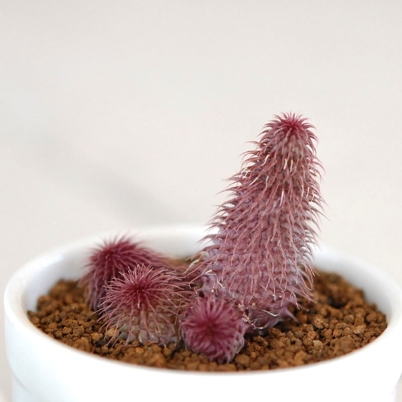 阿修羅 / Huernia