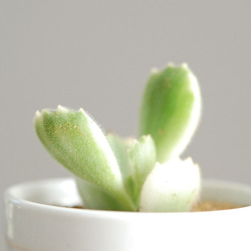 Cotyledon / 白斑熊童子