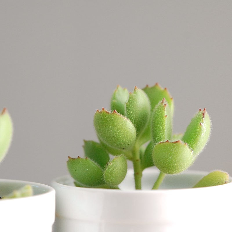 Cotyledon / 熊童子