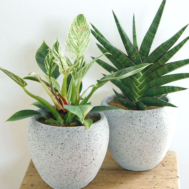 観葉植物 X モダンポット 多肉植物の専門店 Solxsol ソルバイソル