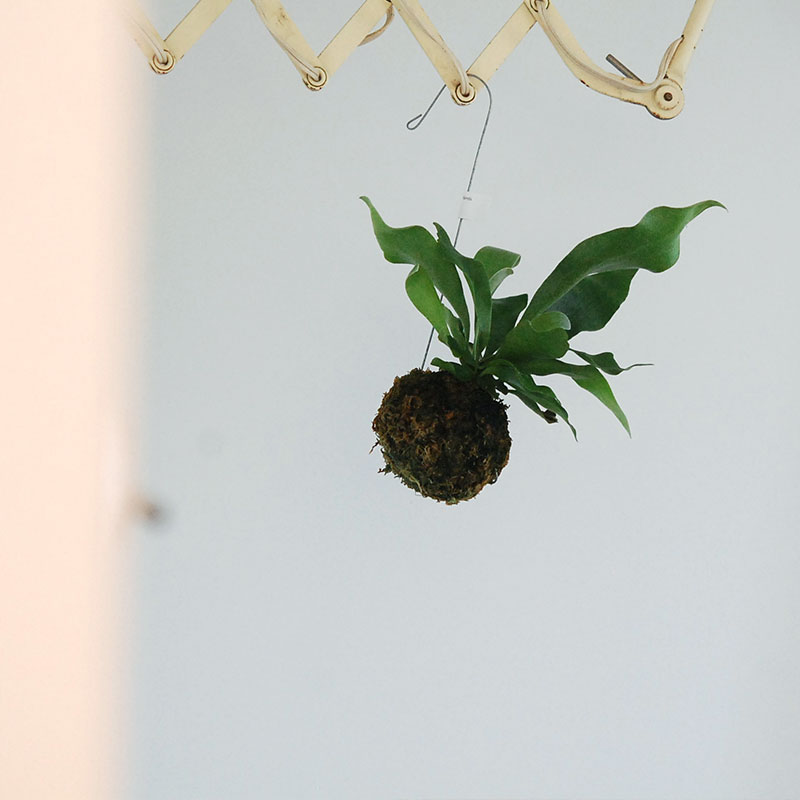 Platycerium ネザーランド　苔玉タイプ