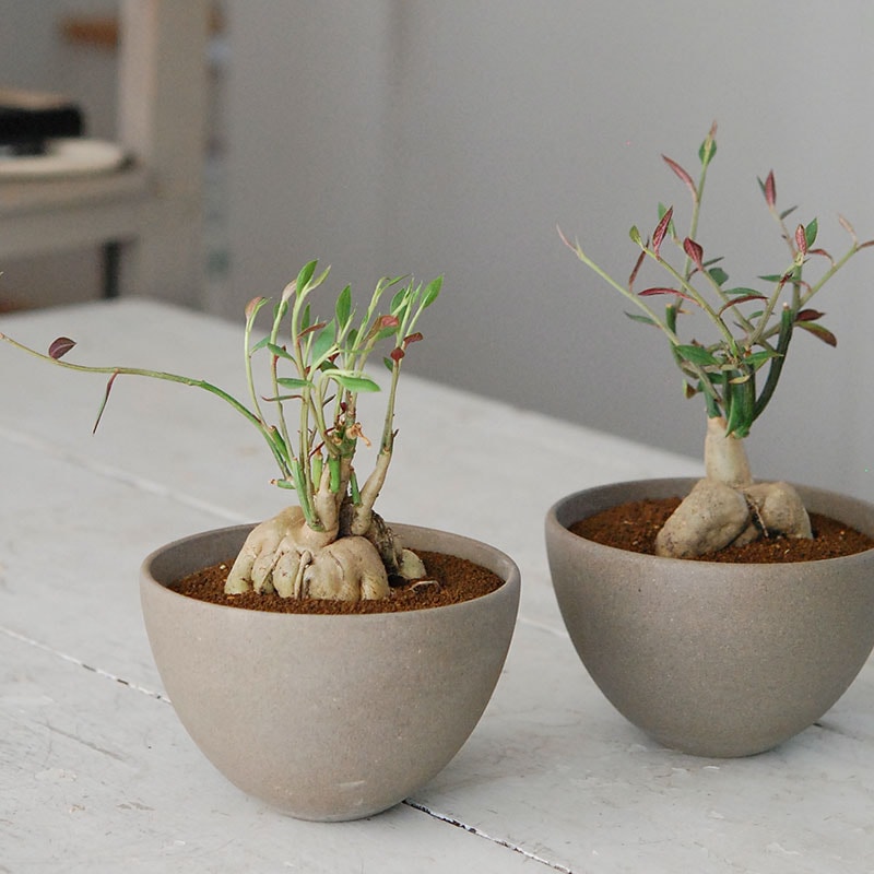 鉢セレクト 多肉植物の通販 販売 多肉植物の専門店 Solxsol ソルバイソル