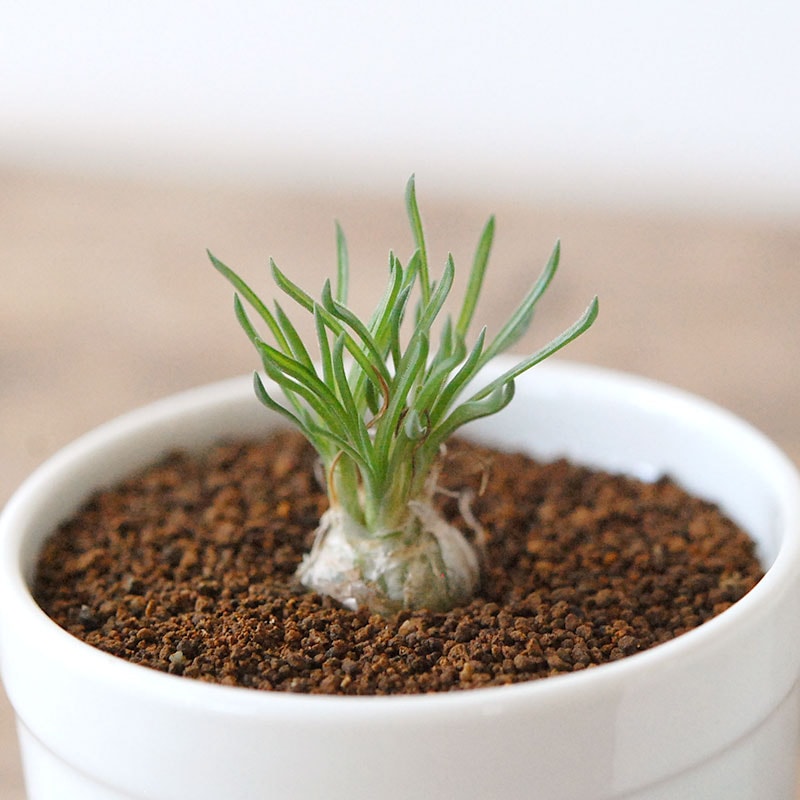 Ornithogalum  / 交配種