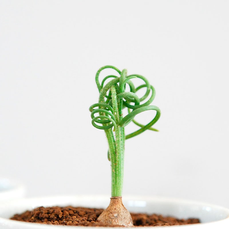 Alubca / スピラリス