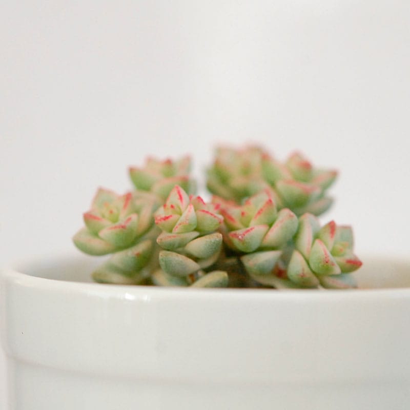 Crassula / パステル
