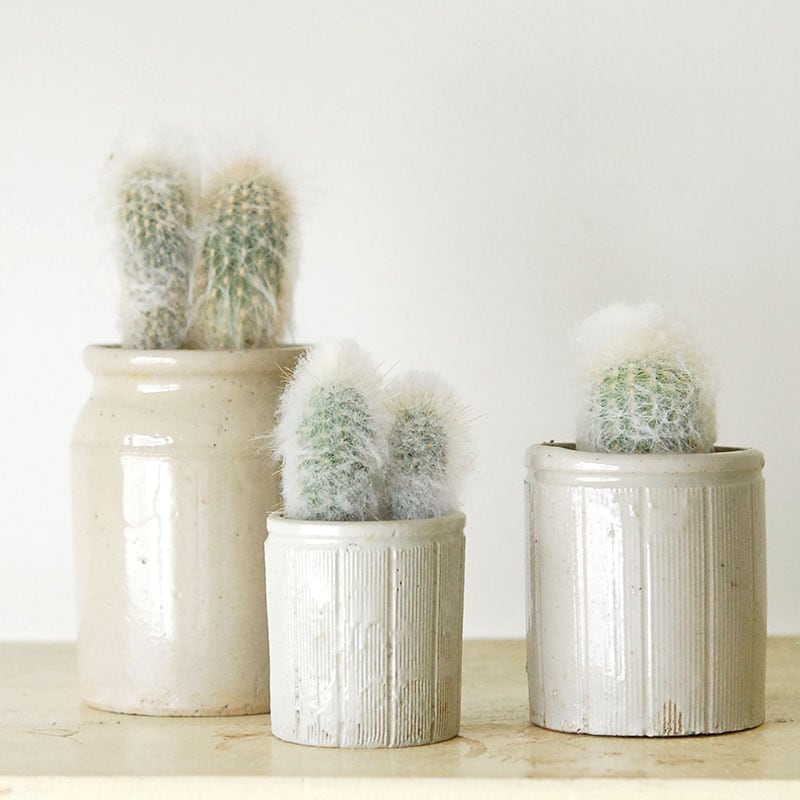 Espostoa x antique イギリスジャー