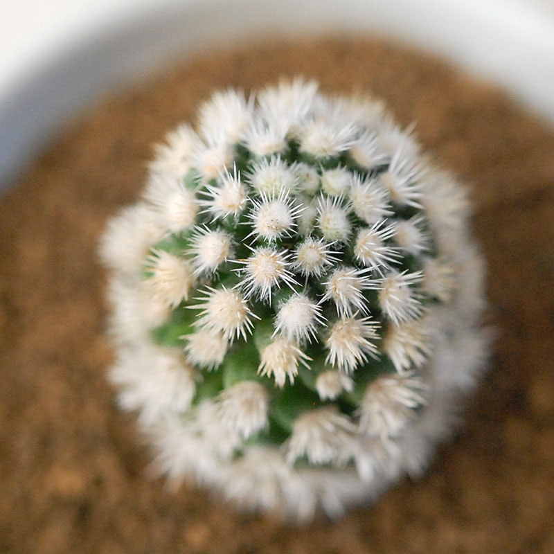 明日香姫 / Mammillaria