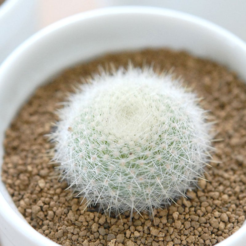 雪晃 / Parodia | 多肉植物の専門店 solxsol（ソルバイソル）