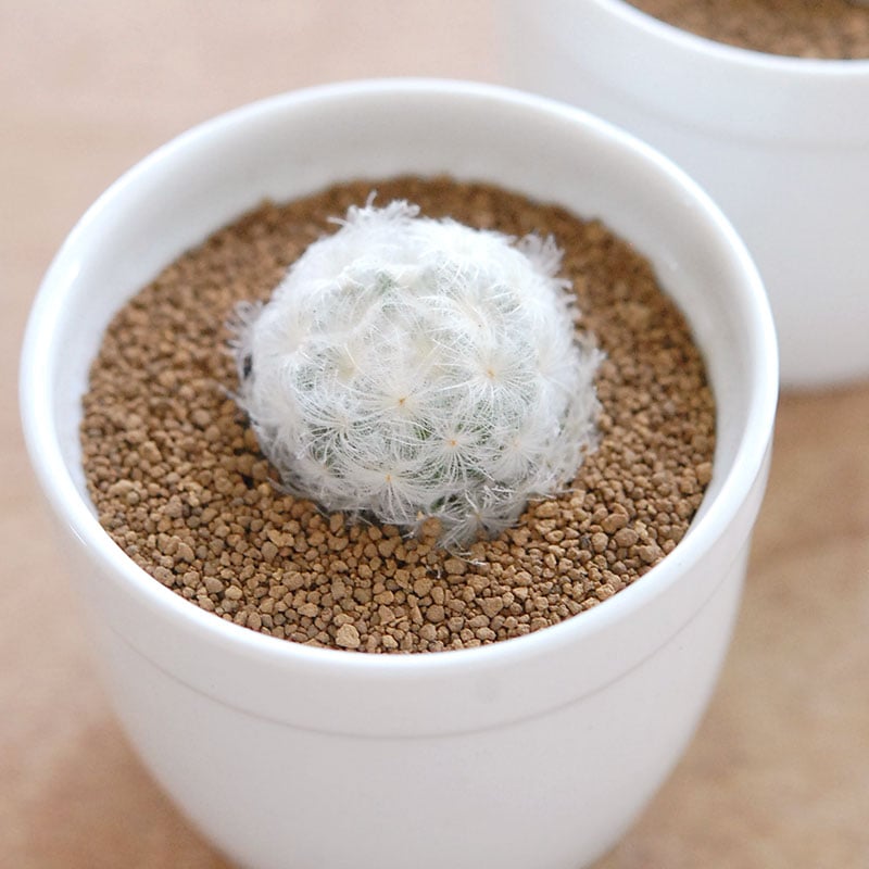 白星 / Mammillaria