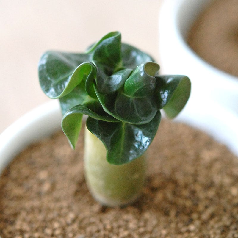 2000円〜3000円の商品 通販・販売｜多肉植物の専門店 solxsol