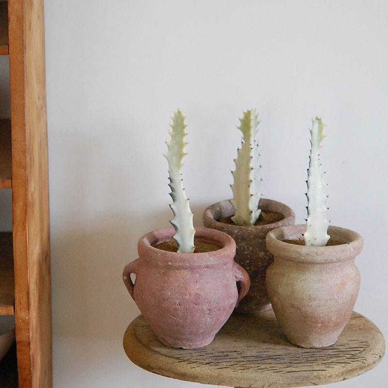 Euphorbia ホワイトゴースト x desert pot s | 多肉植物の専門店 