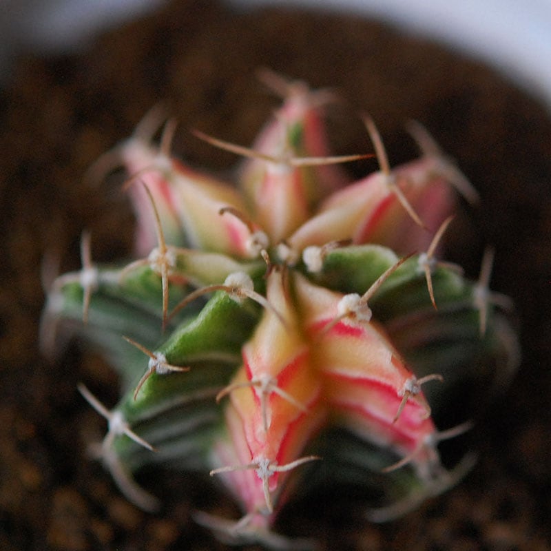 緋牡丹錦 / Gymnocalycium